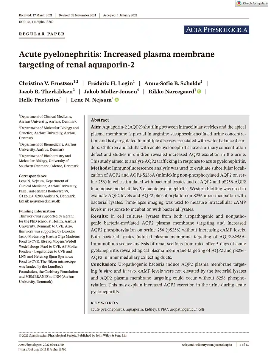 Forside af forskningsartikel om aquaporin‑2’s membranlokalisering ved akut pyelonefritis (Ernstsen et al., Acta Physiologica 2022)